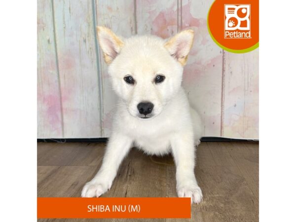 Shiba Inu – 1249