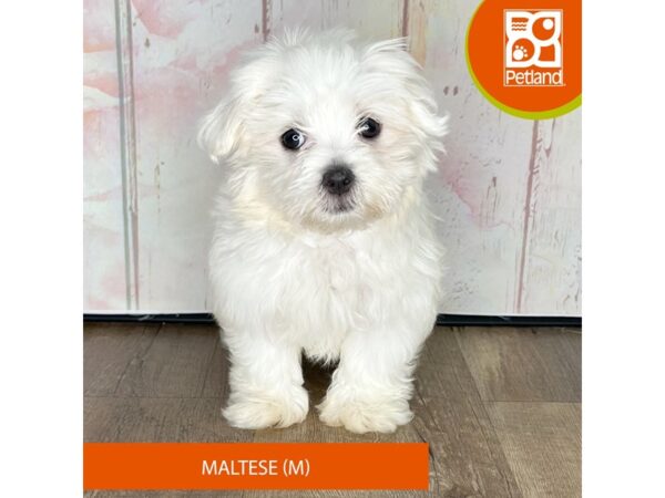 Maltese – 1268