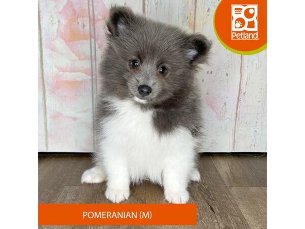 Pomeranian – 1267