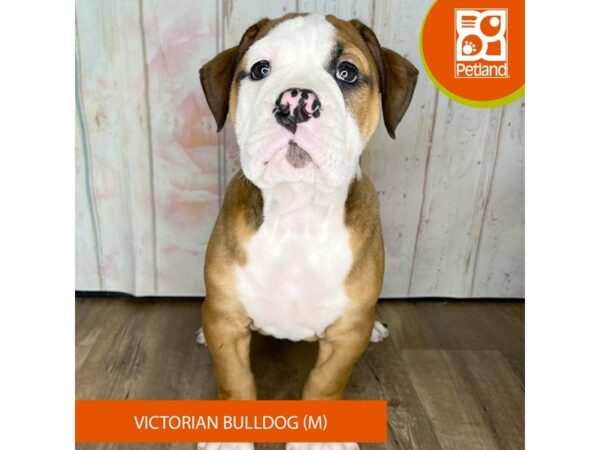 Victorian Bulldog – 1266