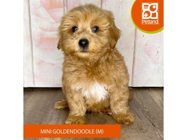 Poodle Mini/Goldendoodle – 1265