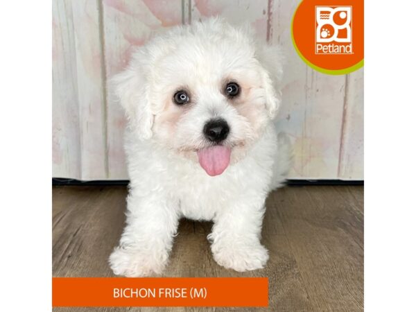 Bichon Frise – 1264
