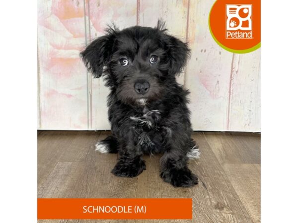 Schnoodle Dog Male Black 1261 Petland Charleston