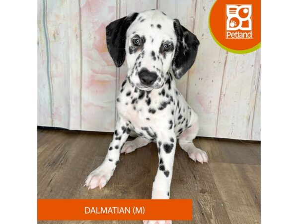 Dalmatian – 1259