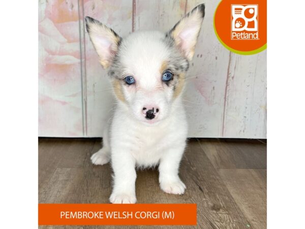 Pembroke Welsh Corgi – 1258