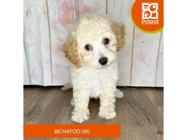 Bichapoo – 1257
