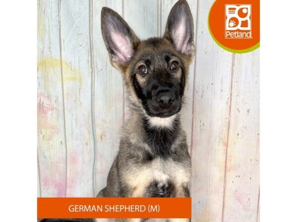 German Shepherd Dog – 1256
