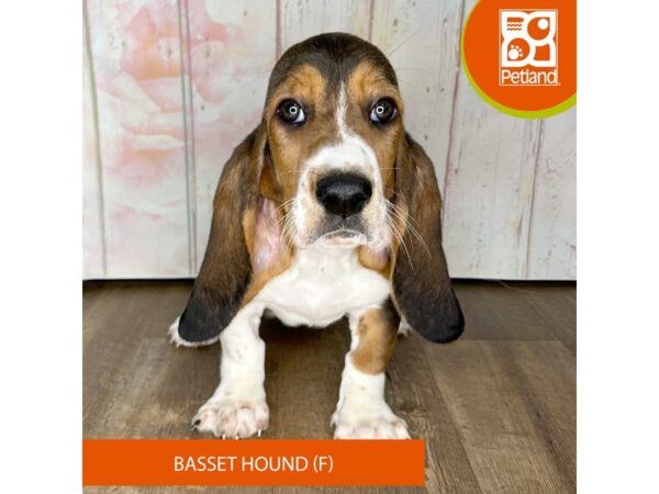 Basset Hound – 1250