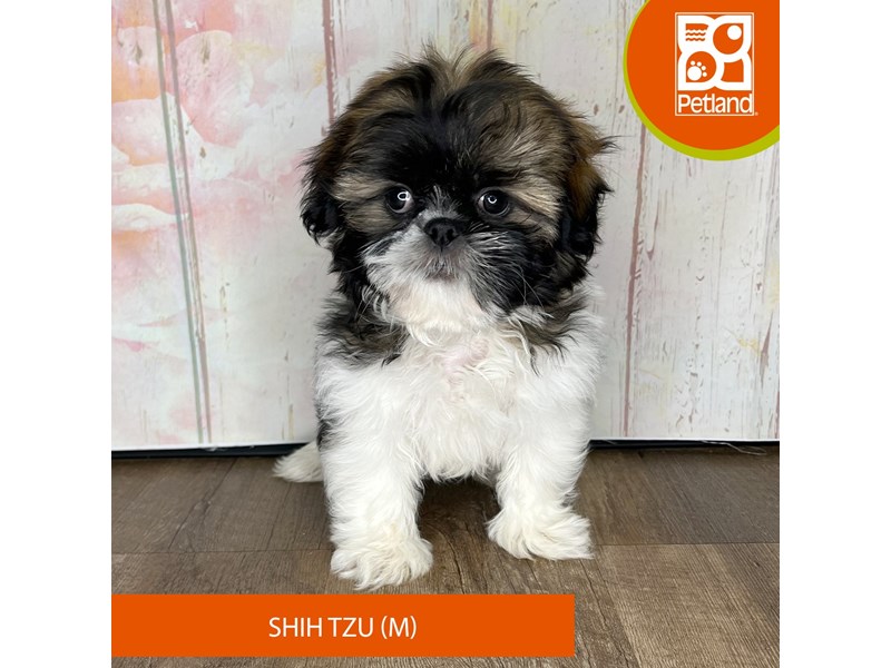 Available Pets Page 2 of 3 Petland Charleston