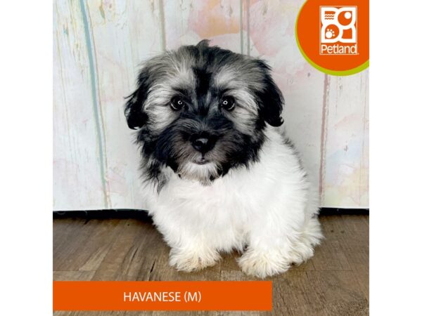 Havanese – 1328