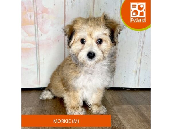 Morkie – 1327