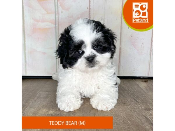 Teddy Bear – 1336