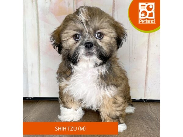 Shih Tzu – 1337