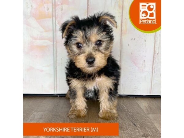 Yorkshire Terrier – 1343