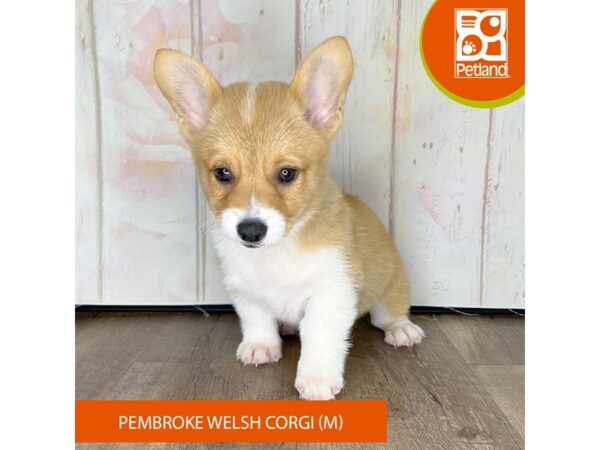 Pembroke Welsh Corgi – 1352