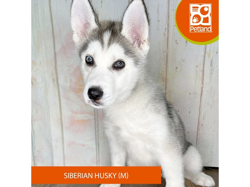 Siberian Husky - 1351 Image #1