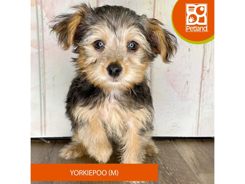 Yorkiepoo - 1350 Image #1