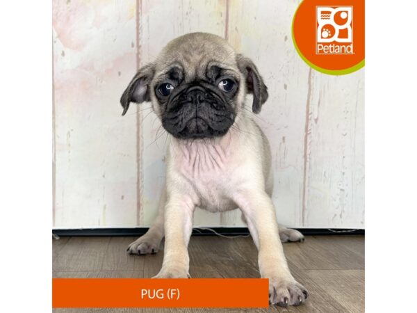Pug – 1349