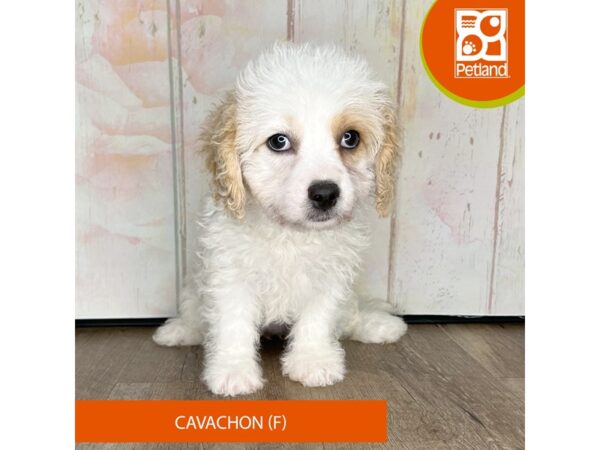Cavachon – 1347