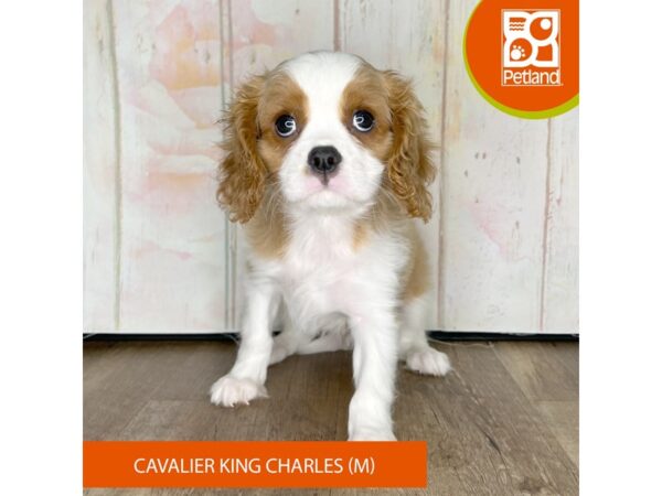 Cavalier King Charles Spaniel – 1346