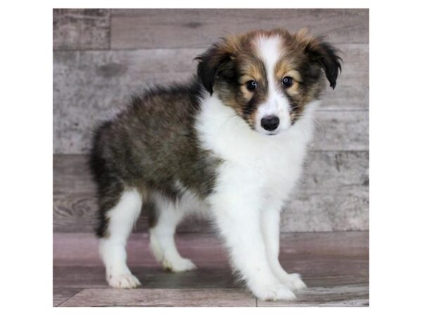 Shetland Sheepdog – 1355