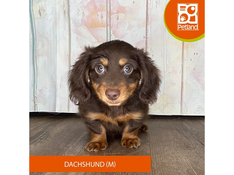 Dachshund - 1363 Image #1