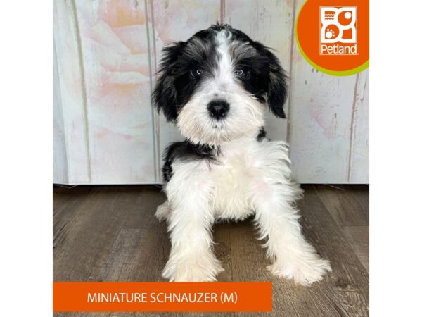 Miniature Schnauzer – 1358