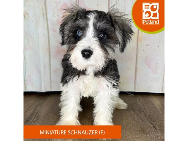 Miniature Schnauzer – 1357