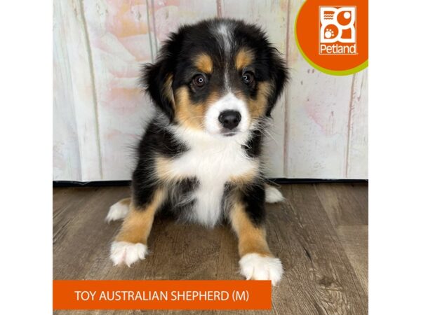 Toy Australian Shepherd – 1338