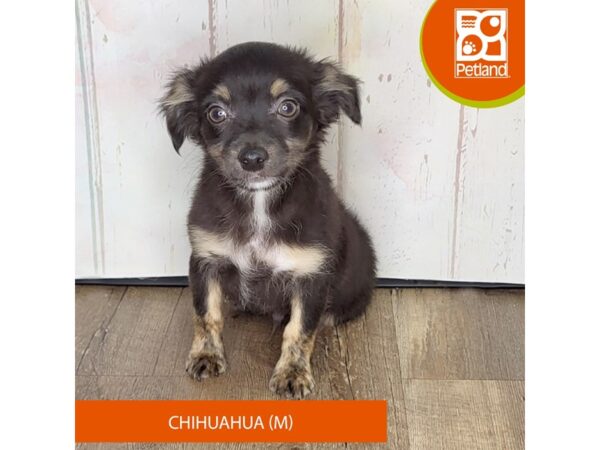 Chihuahua – 1364