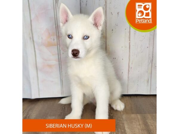 Siberian Husky – 1374