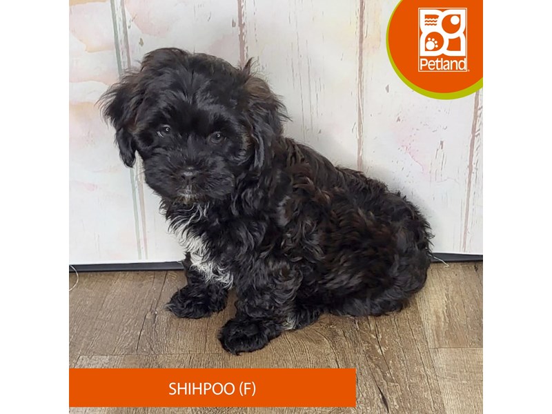 Shihpoo - 1373 Image #1