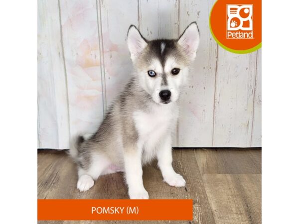 Pomsky – 1372
