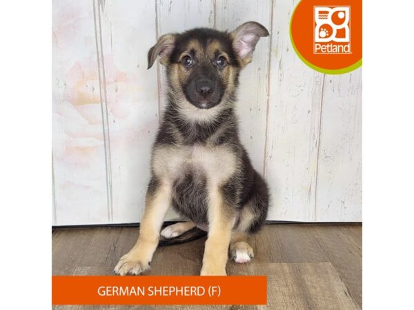 German Shepherd Dog – 1371