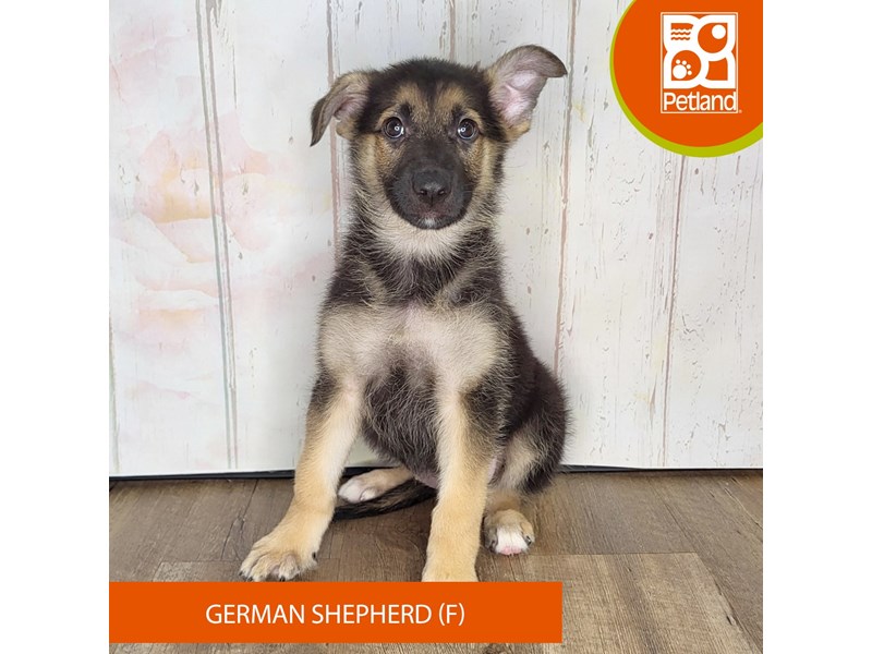 German Shepherd Dog - 1371 Image #1