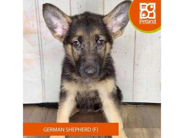 German Shepherd Dog – 1370