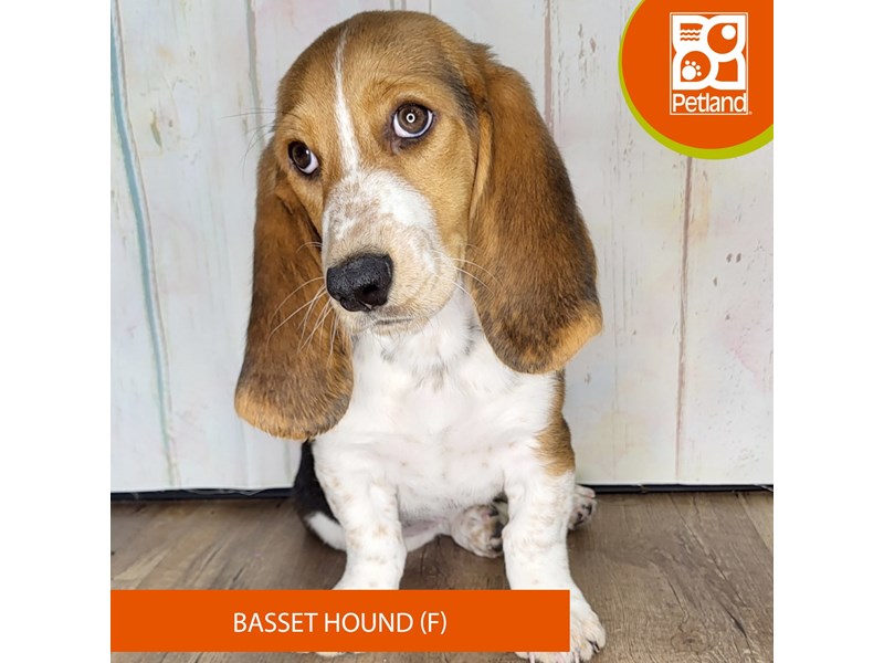 Basset Hound - 1368 Image #1