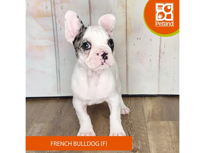 French Bulldog - 1366 Image #1
