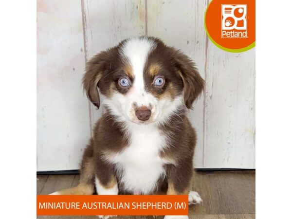 Miniature Australian Shepherd – 1365