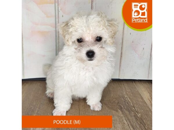 Poodle – 1367