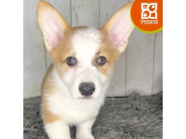 Pembroke Welsh Corgi – 1386