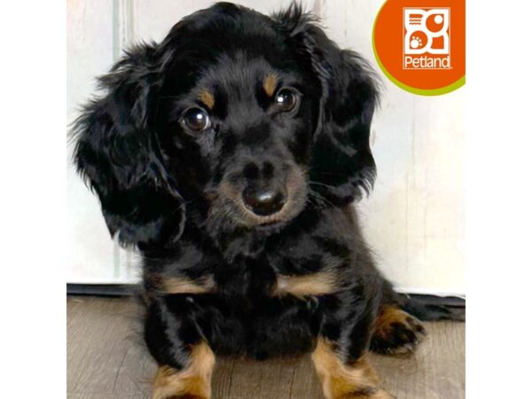 Dachshund – 1398