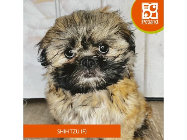 Shih Tzu – 1403