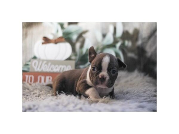 Boston Terrier – 1417