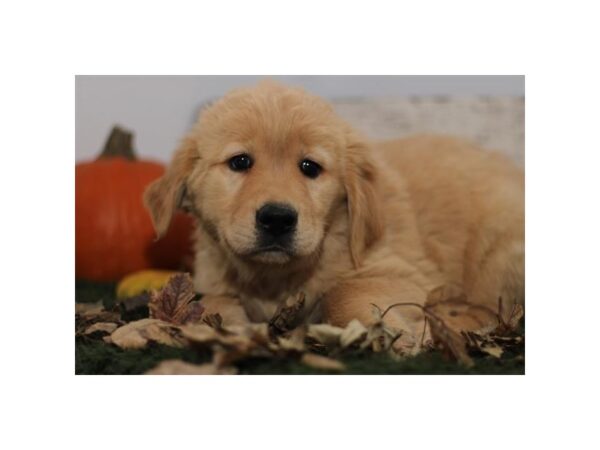 Golden Retriever – 1418