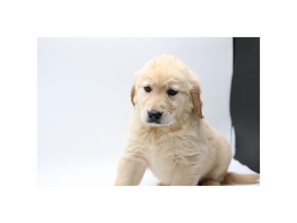 Golden Retriever – 1419