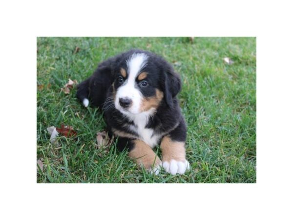 Bernese Mountain Dog – 1420