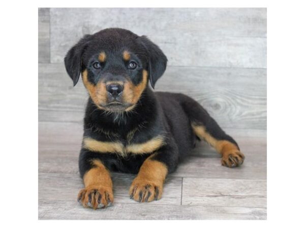 Rottweiler – 1410