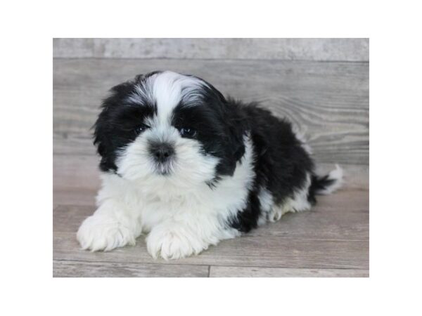 Shih Tzu – 1413