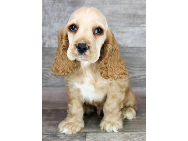 Cocker Spaniel – 1414